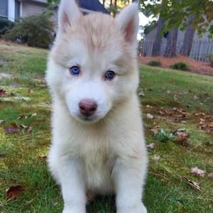 Meet your Posher, Frances